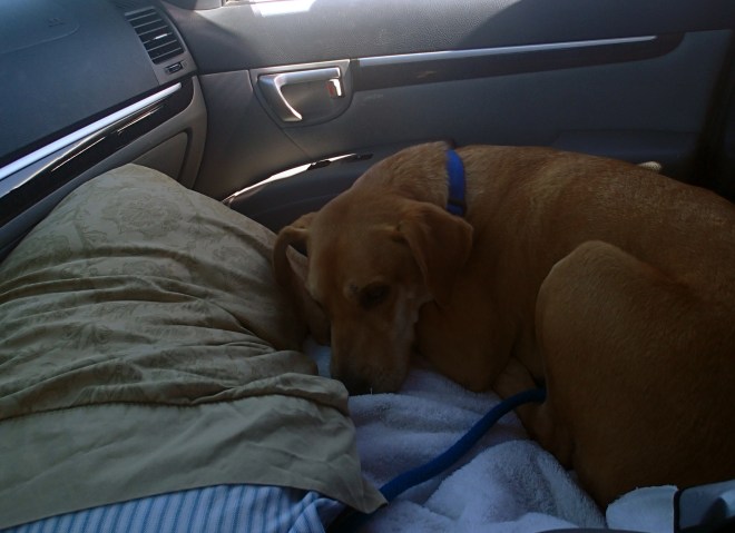 Maddy sleeping in front seat