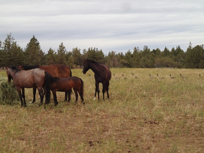 Eagle Crest Horses and Geese