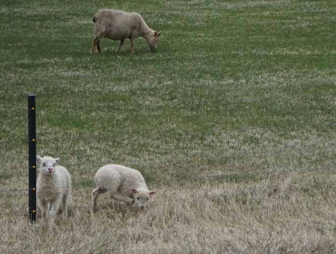 Sheep and their babies