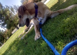 Headed Home Summer 2014