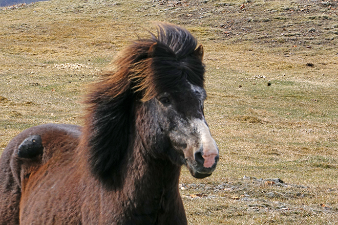 Icelandic Horse.2 sm