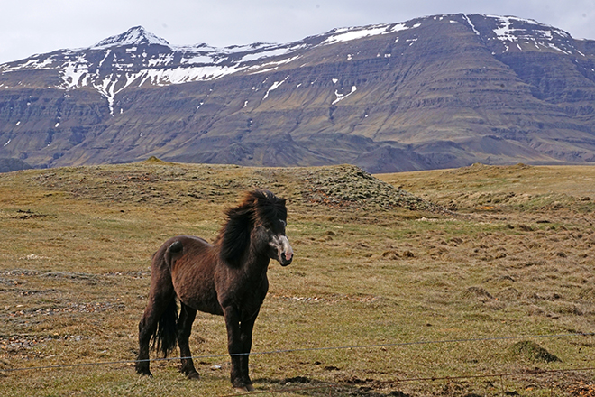 Icelandic Horse sm