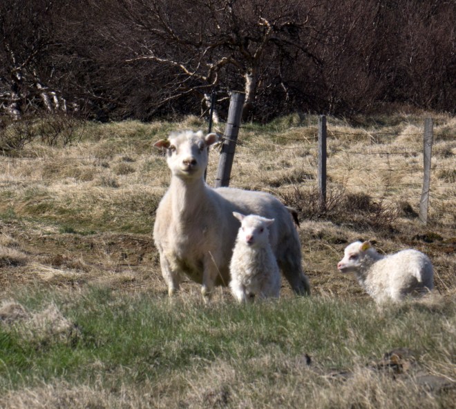 Sheep and babys enroute Westfjords
